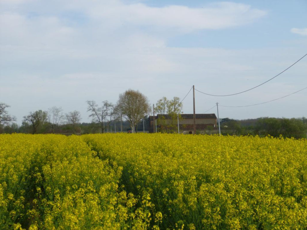 LA GINESTIÈRE