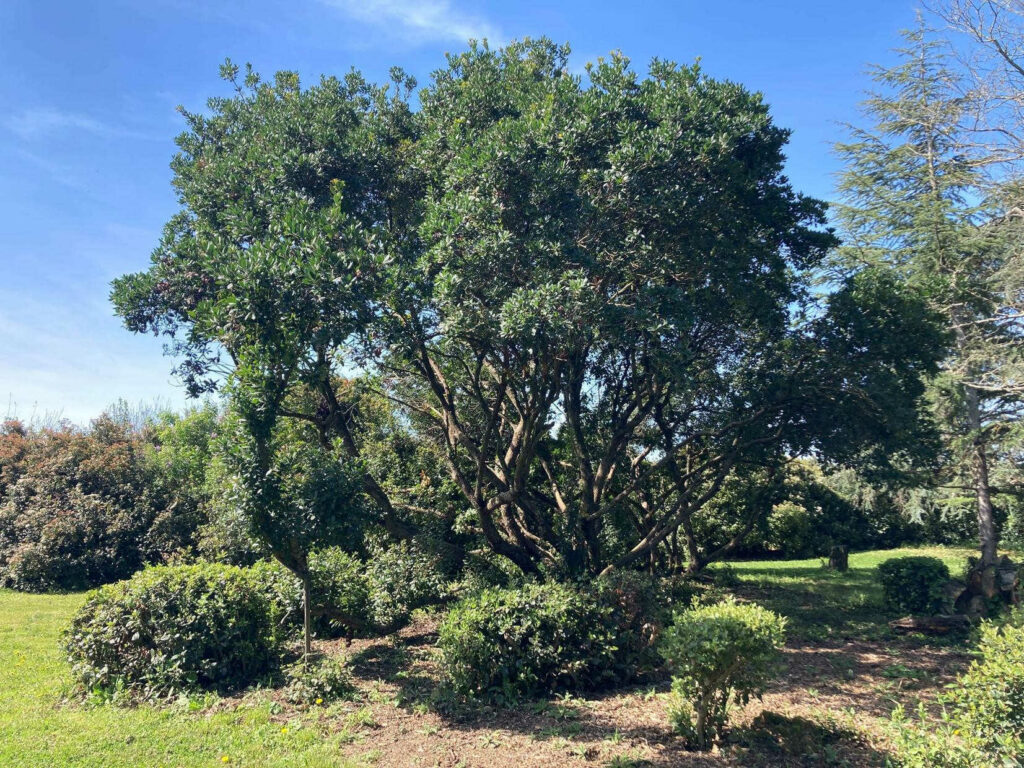 DOMAINE DE LA BORDASSE